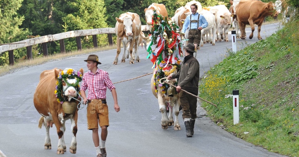 - © © Almabtrieb-vom Lachtal auf's Hochegg, Josef Wieser